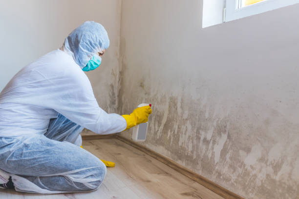 Licensed Black Mold Removal service in Capron, IL - WQB Mold Removal