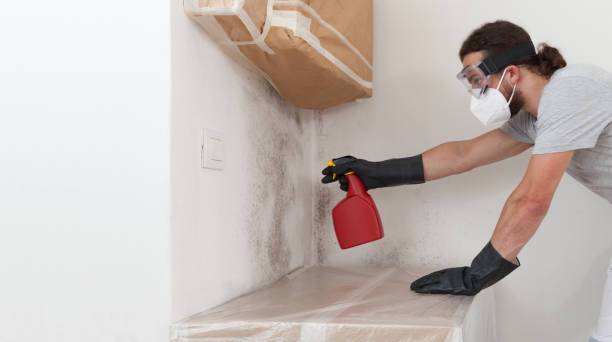 Professional Black Mold Removal technician working in Capron, IL
