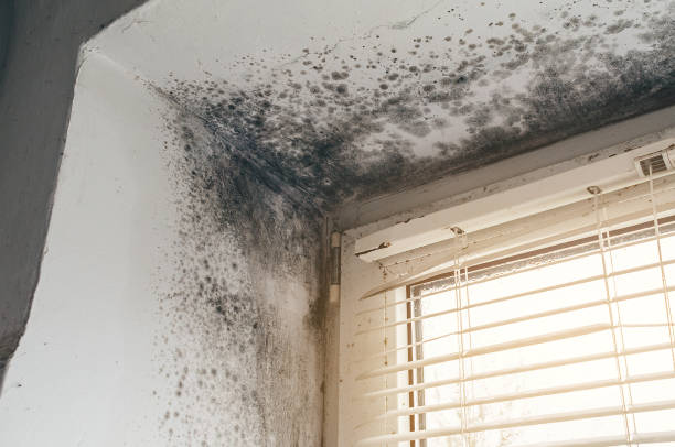 Affordable Black Mold Removal solutions in Capron, IL